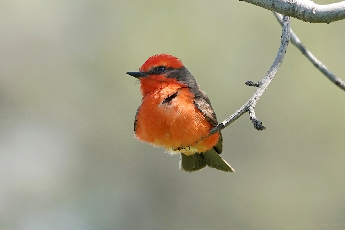 Vermilion Flycatcher - Steve Neely