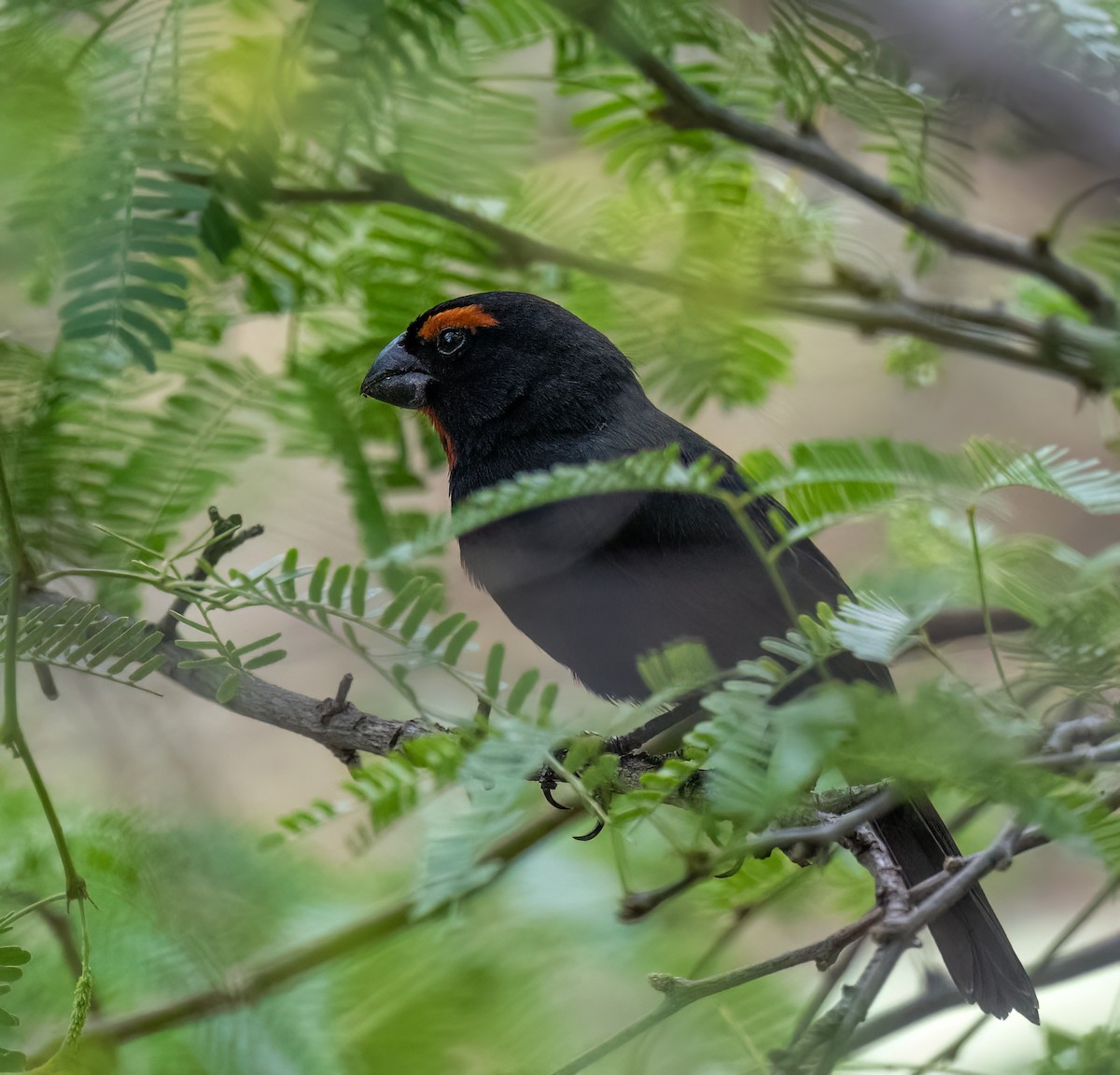 Greater Antillean Bullfinch - ML617991004