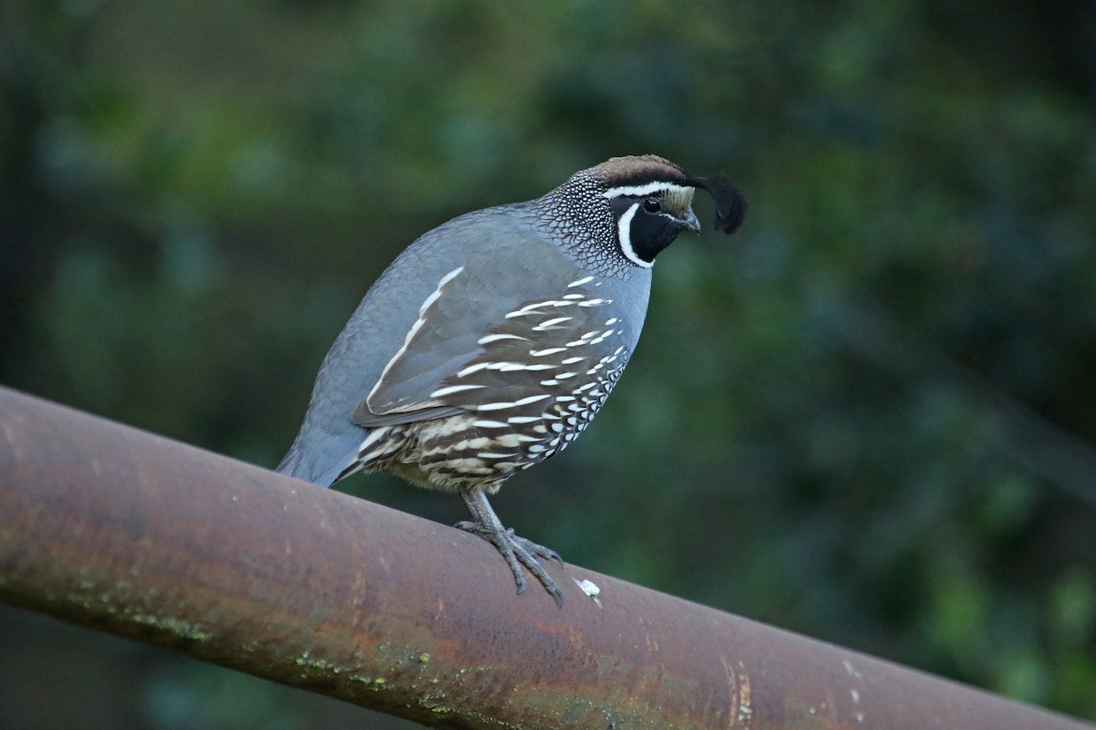 California Quail - ML617991030