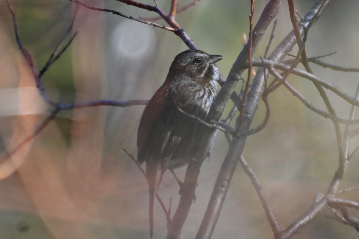 Song Sparrow - ML617991044