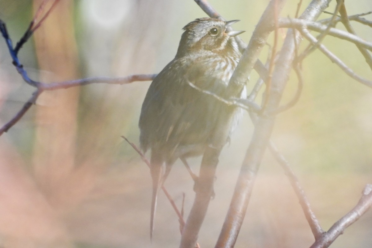 Song Sparrow - Syd Cannings