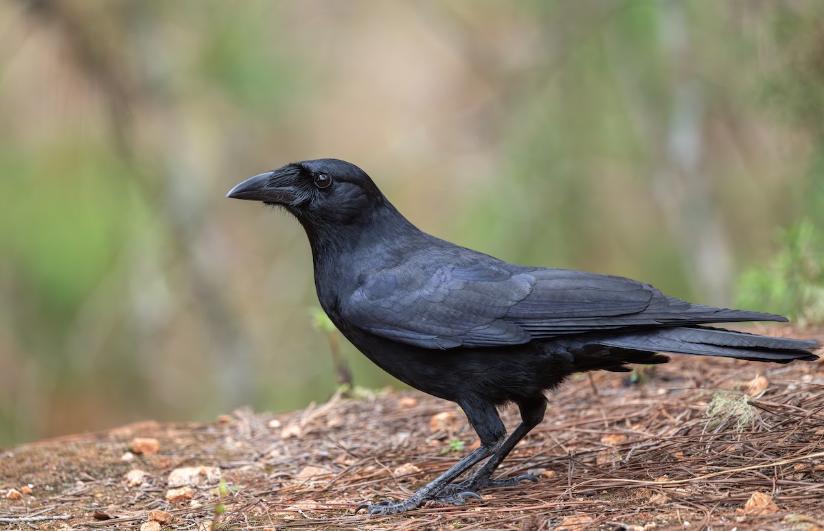 Hispaniolan Palm-Crow - Mel Senac