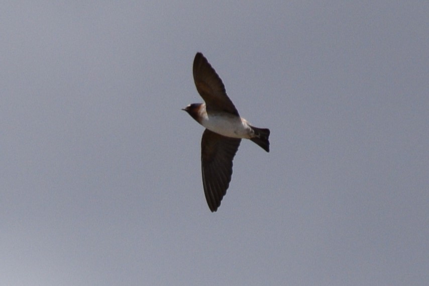 Cliff Swallow (pyrrhonota Group) - William Harmon