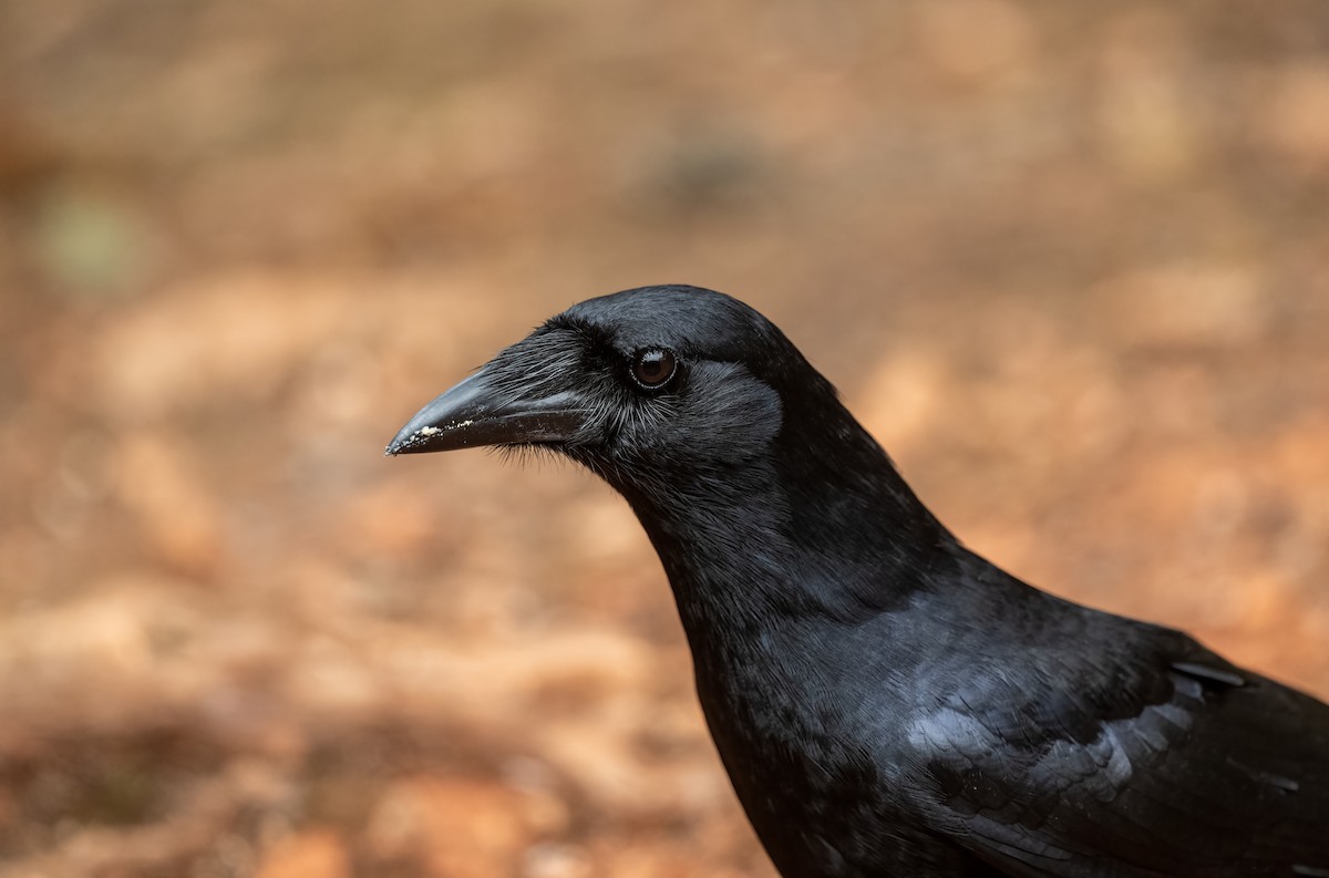 Hispaniolan Palm-Crow - ML617991087