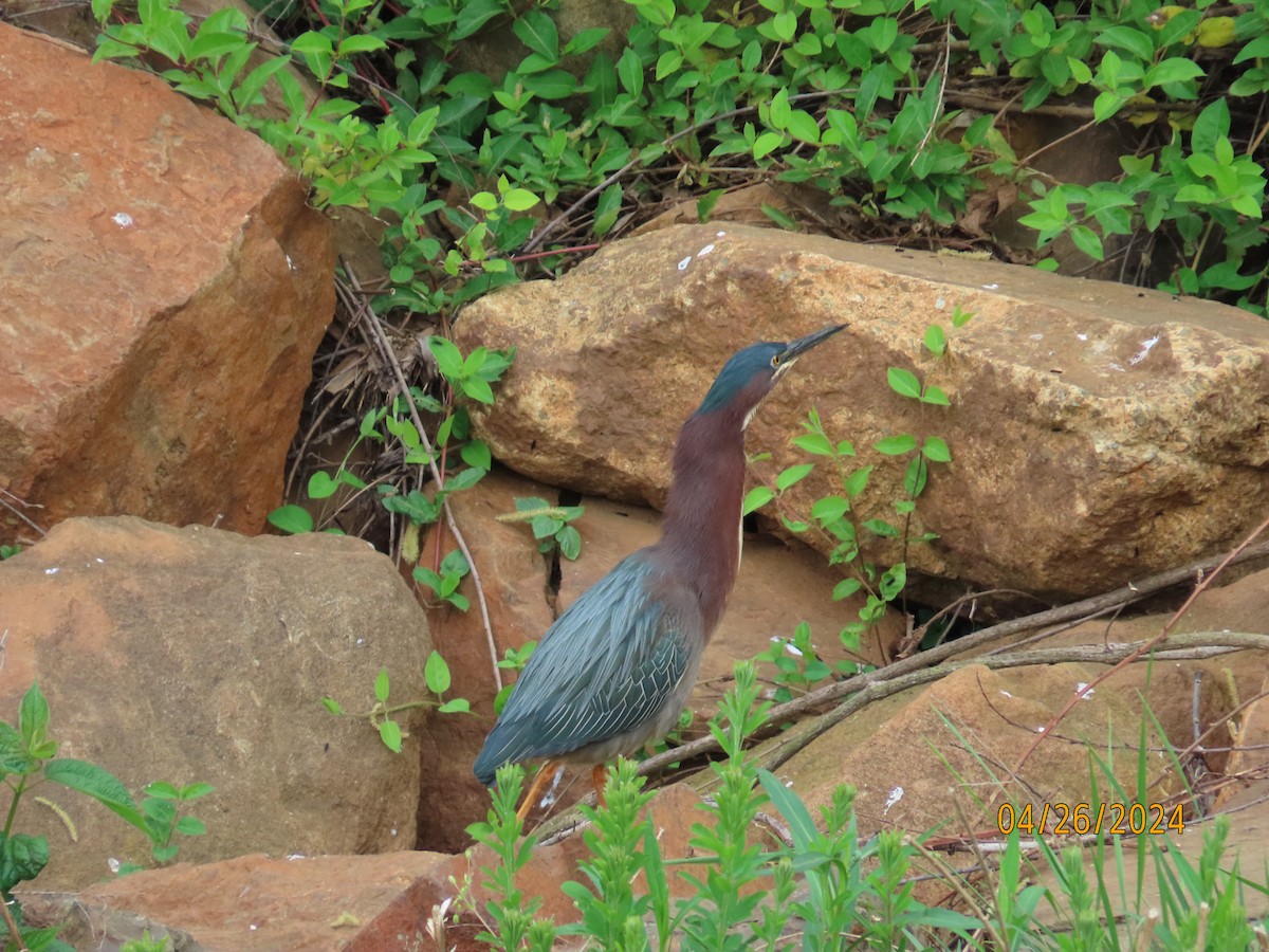 Green Heron - ML617991099