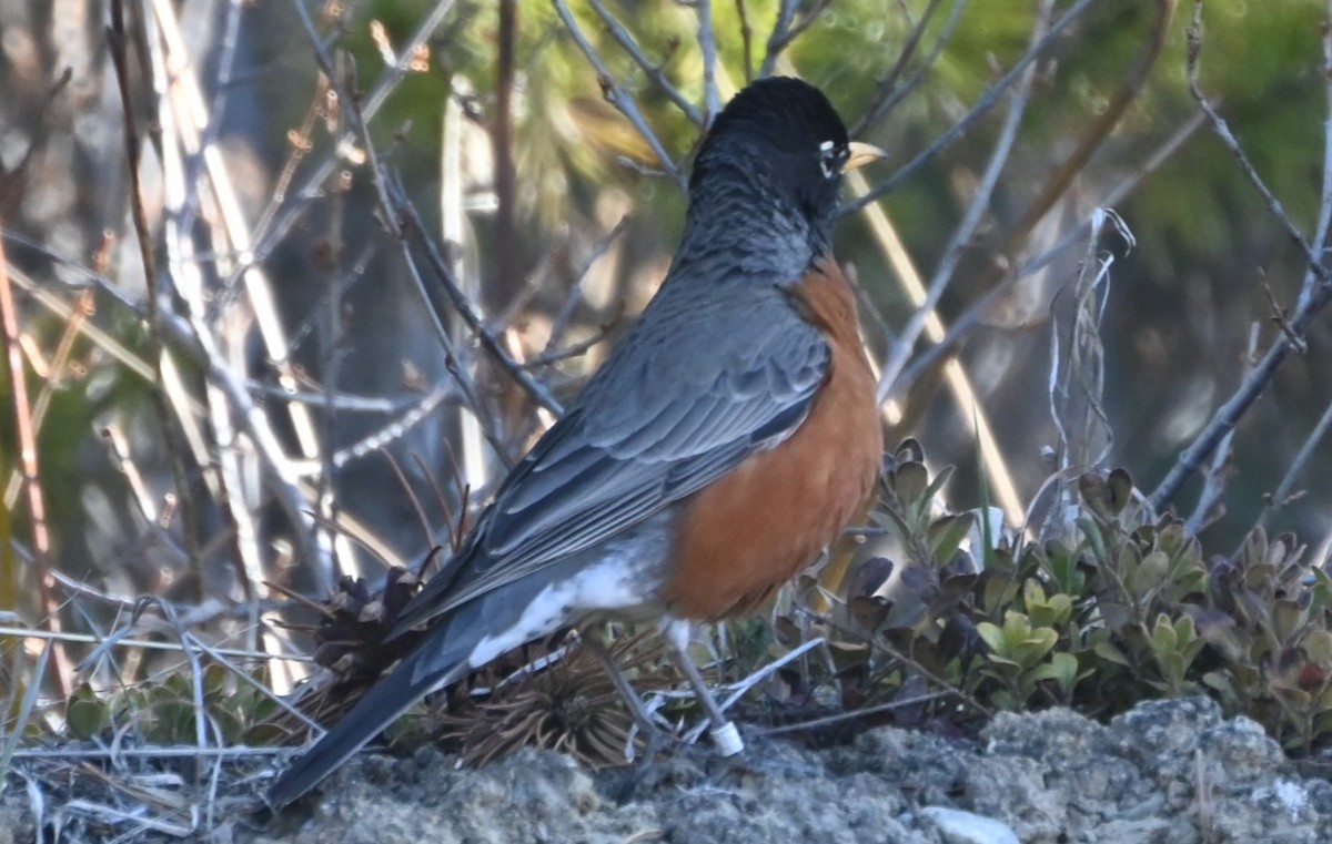 American Robin - ML617991107