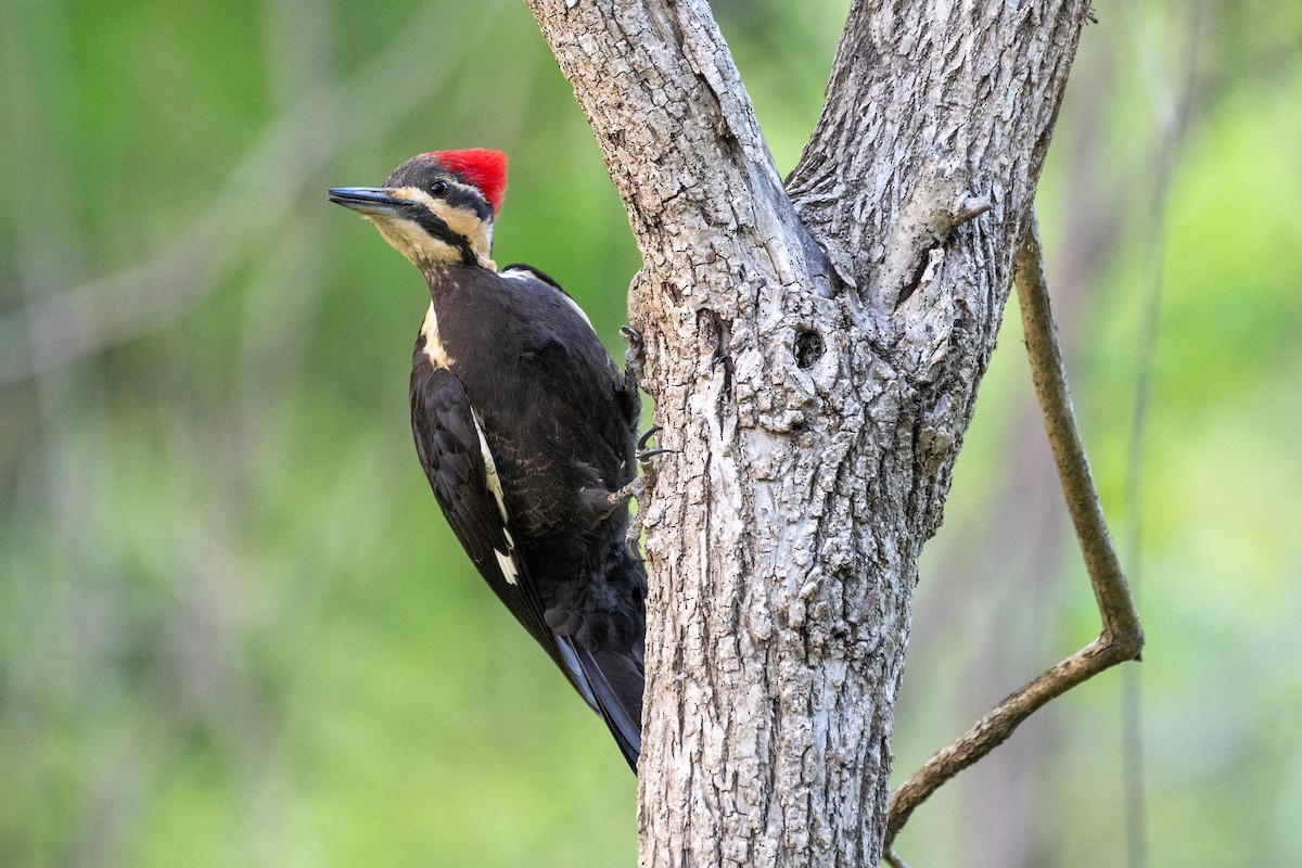 Pileated Woodpecker - ML617991127