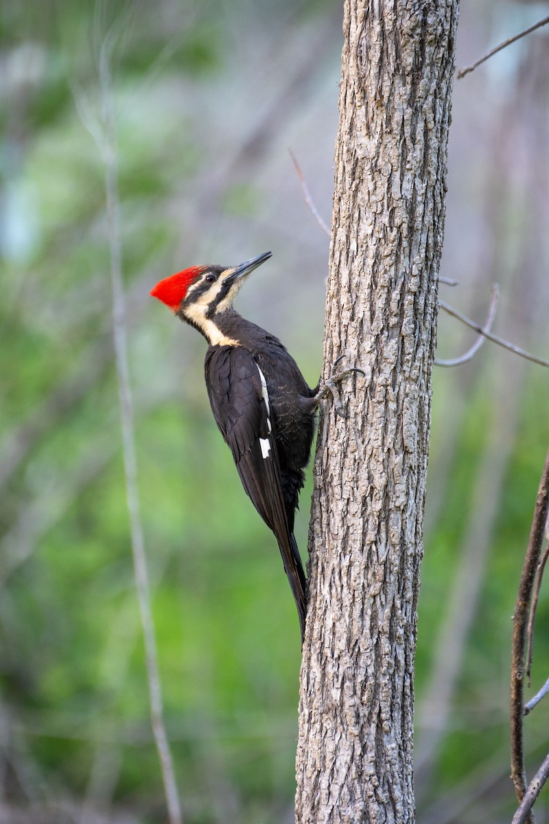 Pileated Woodpecker - ML617991129