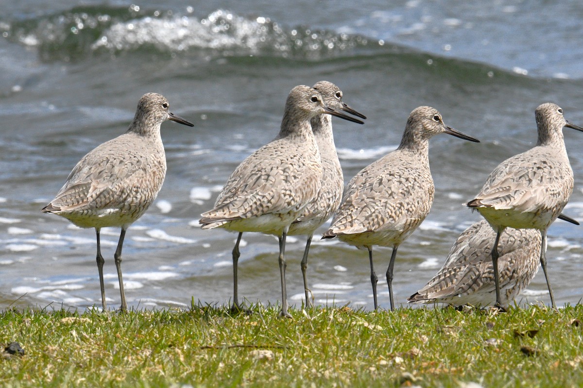 Playero Aliblanco - ML617991132