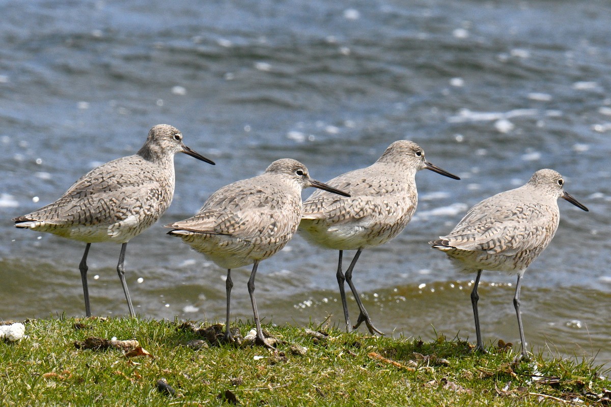 Willet - ML617991133