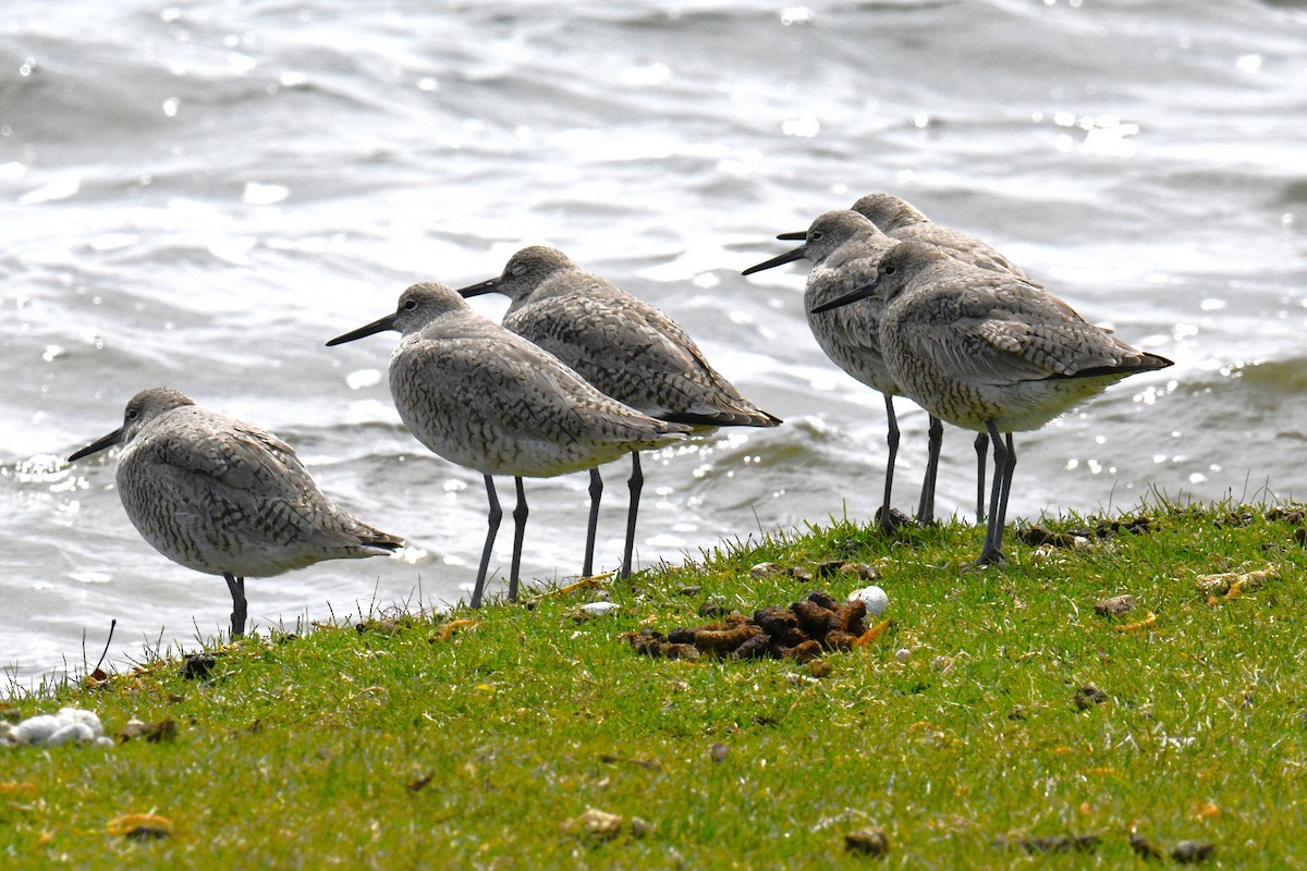 Chevalier semipalmé - ML617991134
