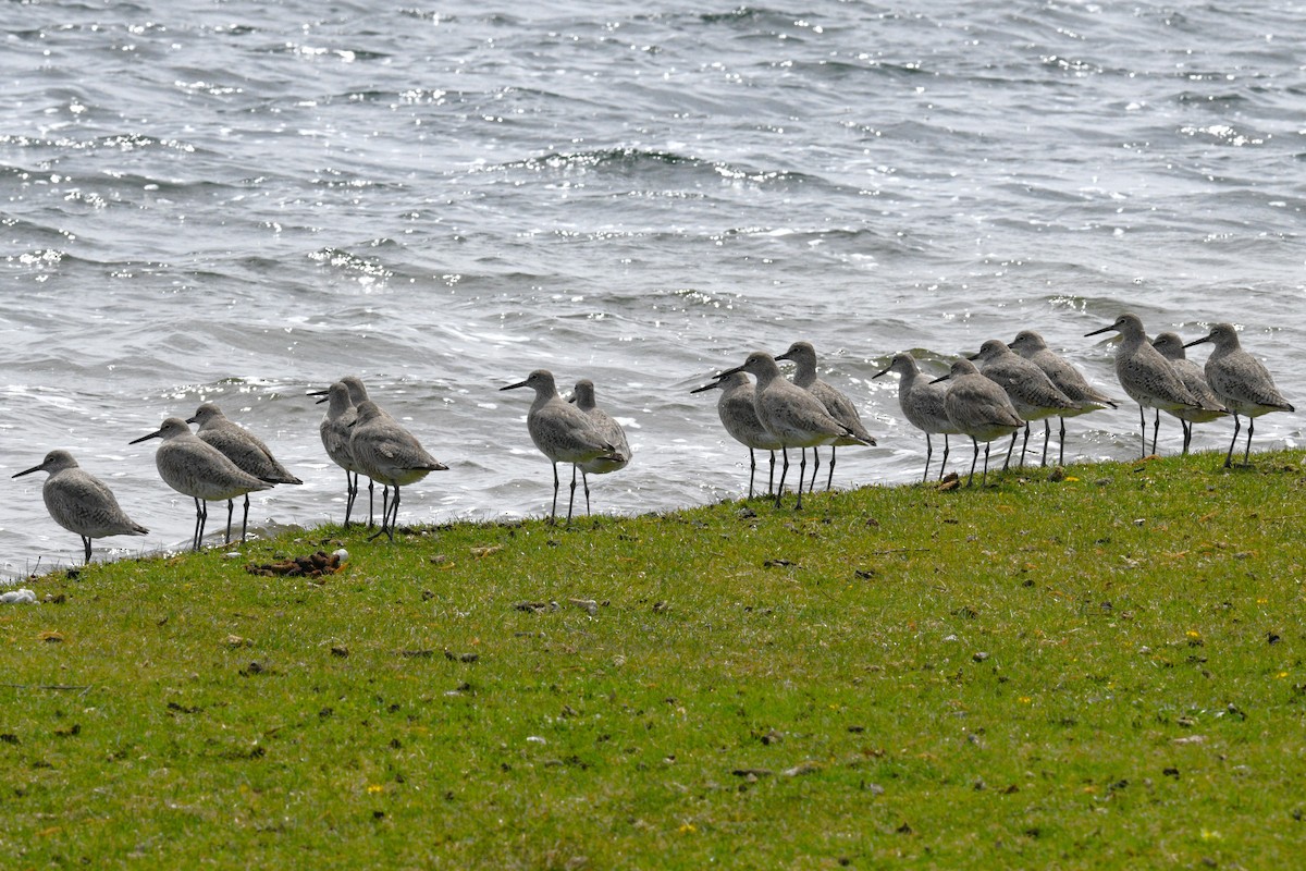 Playero Aliblanco - ML617991136