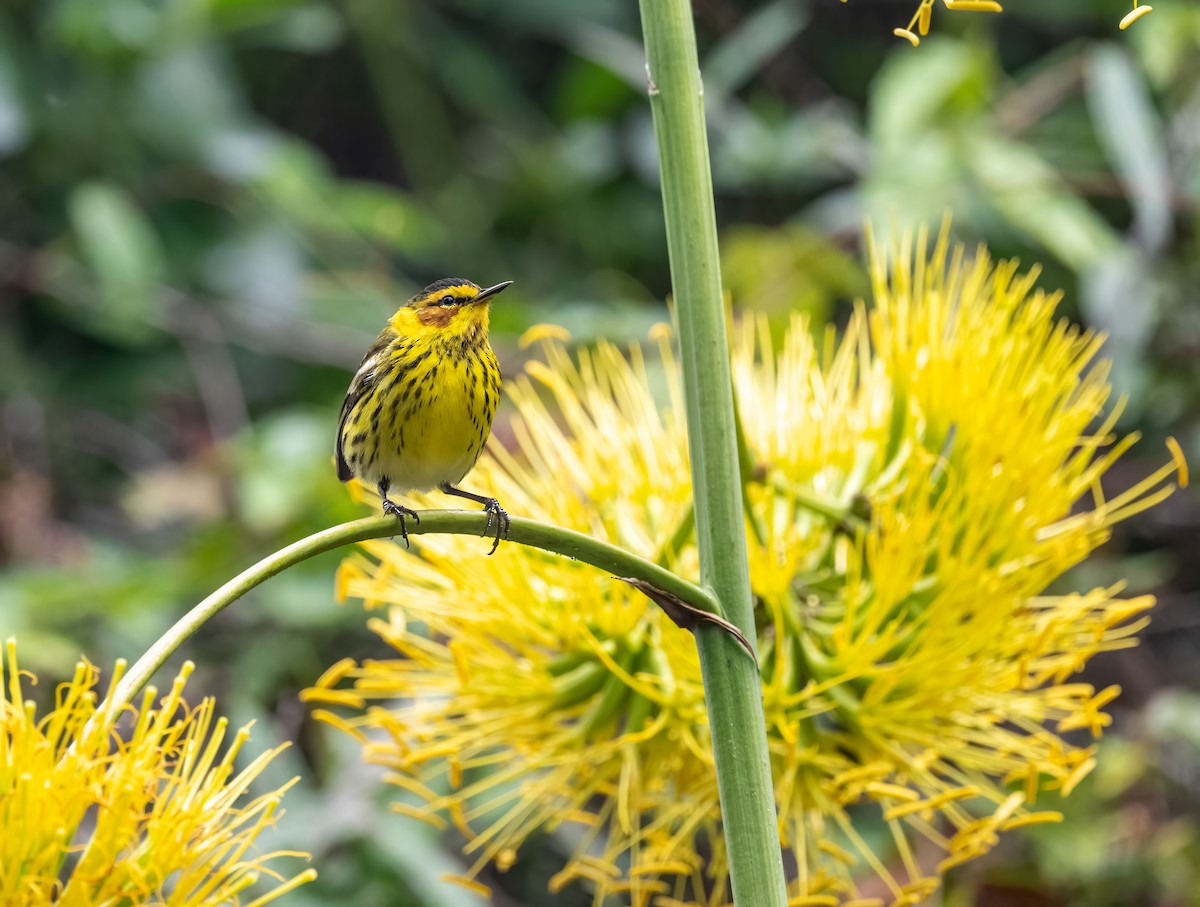 Cape May Warbler - ML617991197