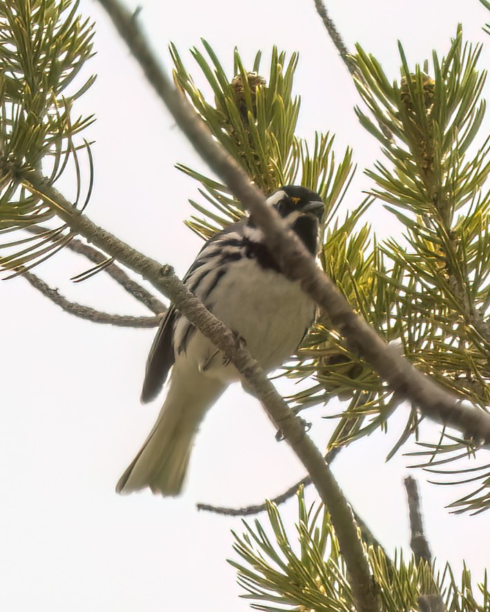 Black-throated Gray Warbler - Kurt Hillman