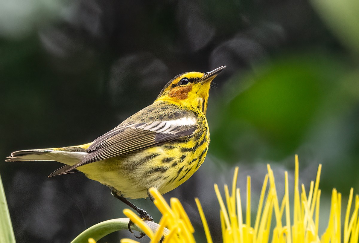 Cape May Warbler - ML617991205