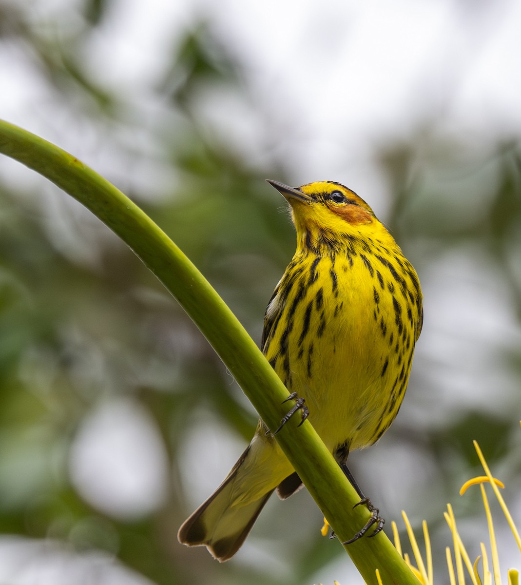 Cape May Warbler - ML617991207