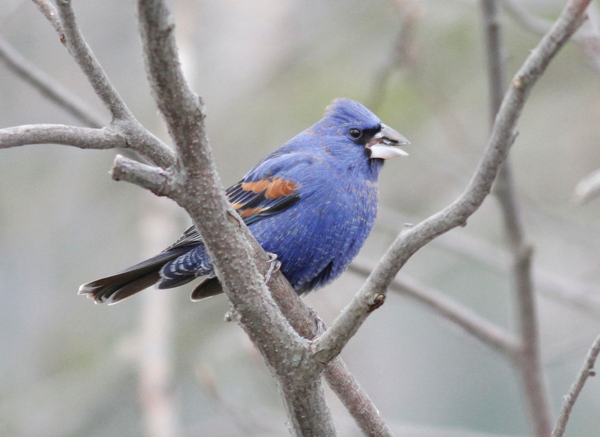 Blue Grosbeak - Randolph White 🦅