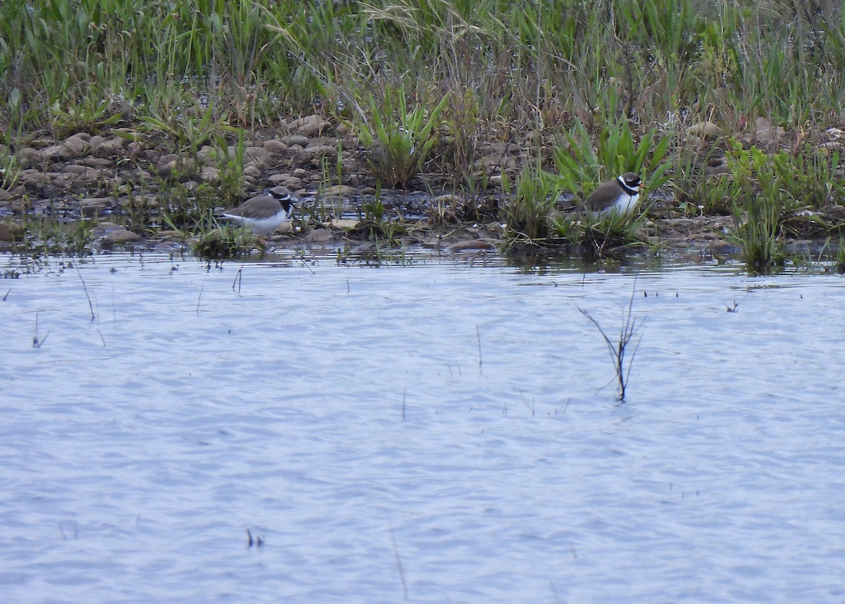 Common Ringed Plover - ML617991247