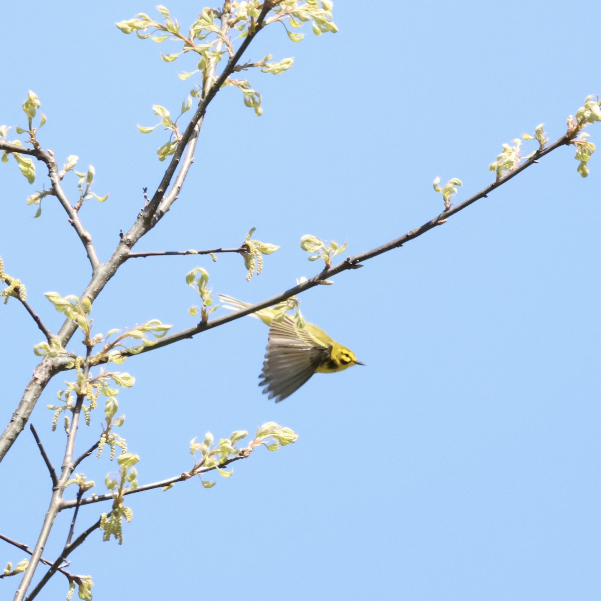 Prairie Warbler - Parsley Steinweiss