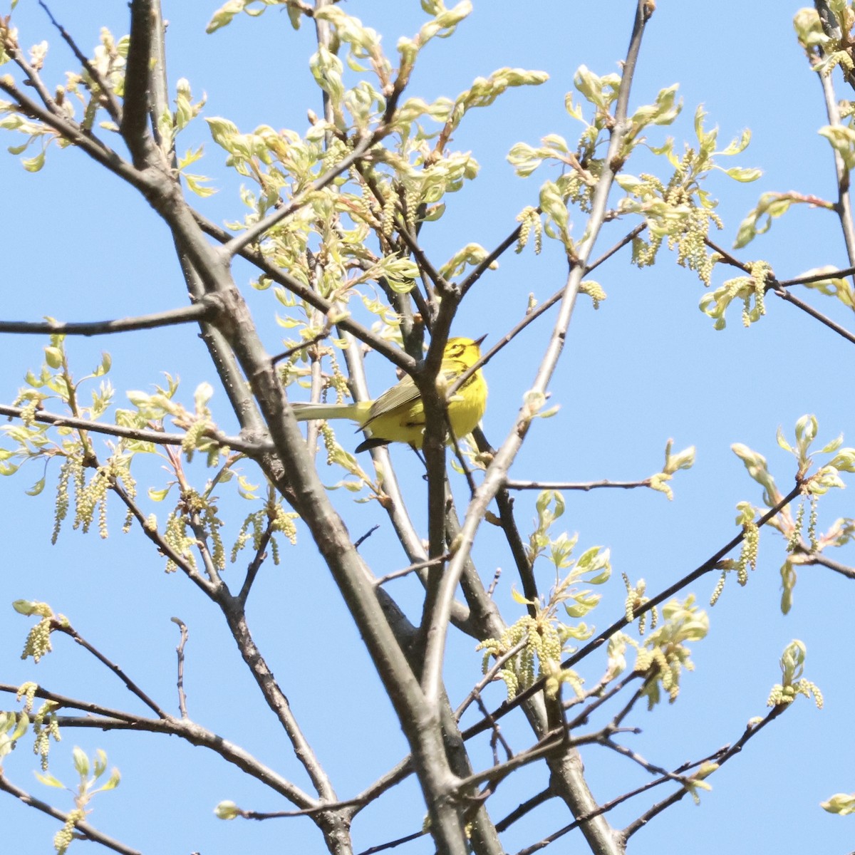 Prairie Warbler - Parsley Steinweiss