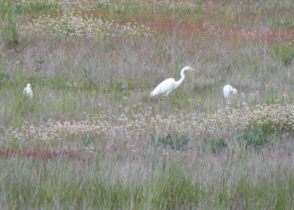 Great Egret - ML617991259