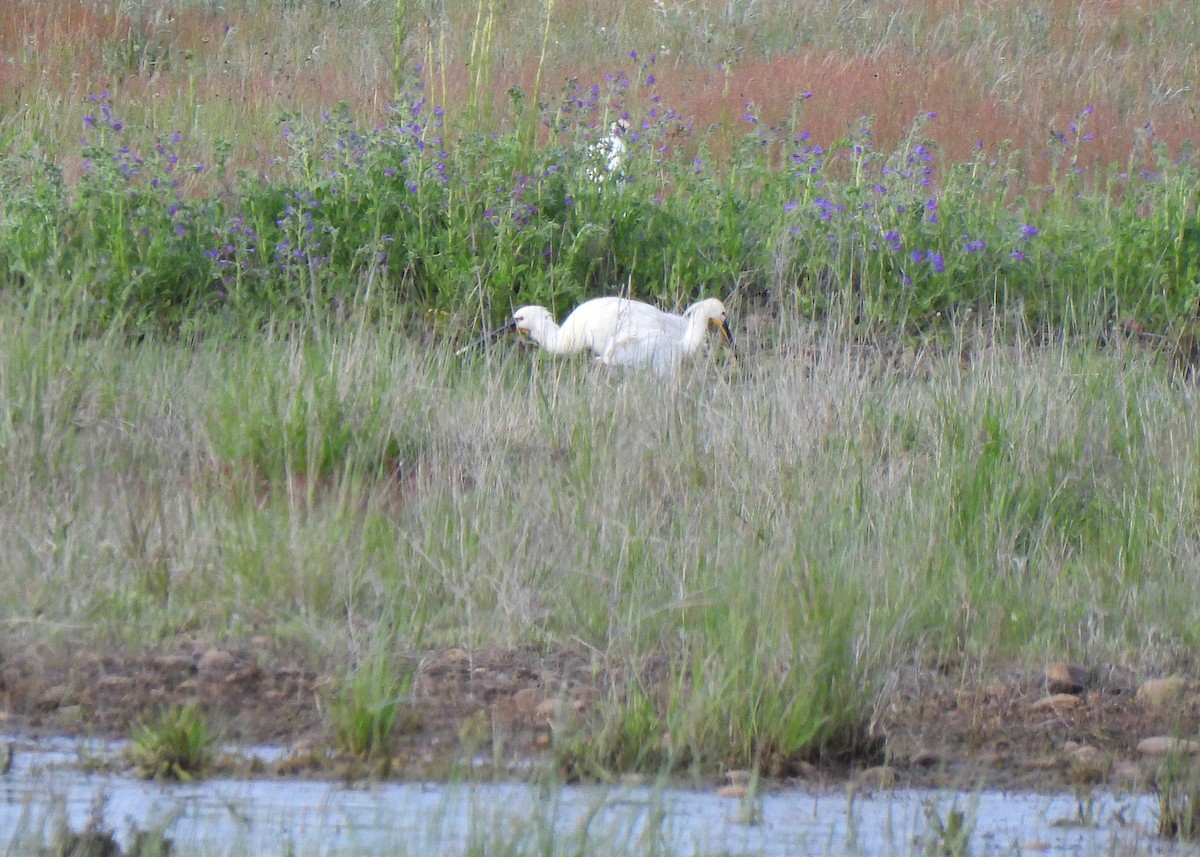 Eurasian Spoonbill - Alberto Laiz