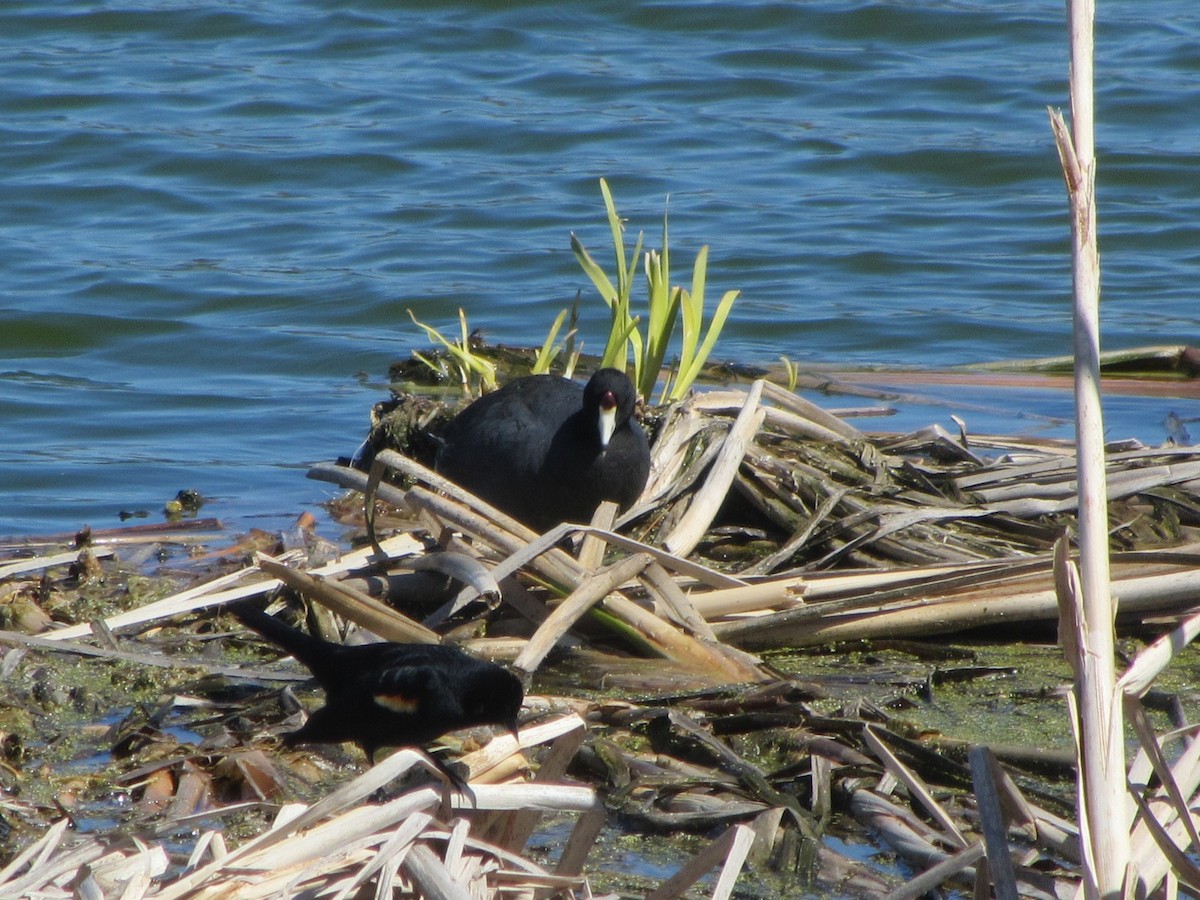 American Coot - ML617991287