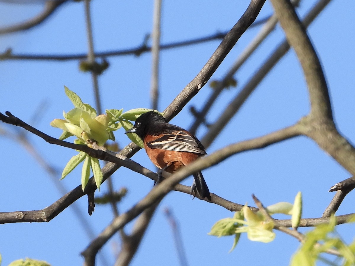 Orchard Oriole - ML617991313