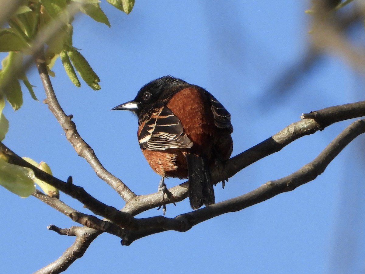 Orchard Oriole - Melanie Kass