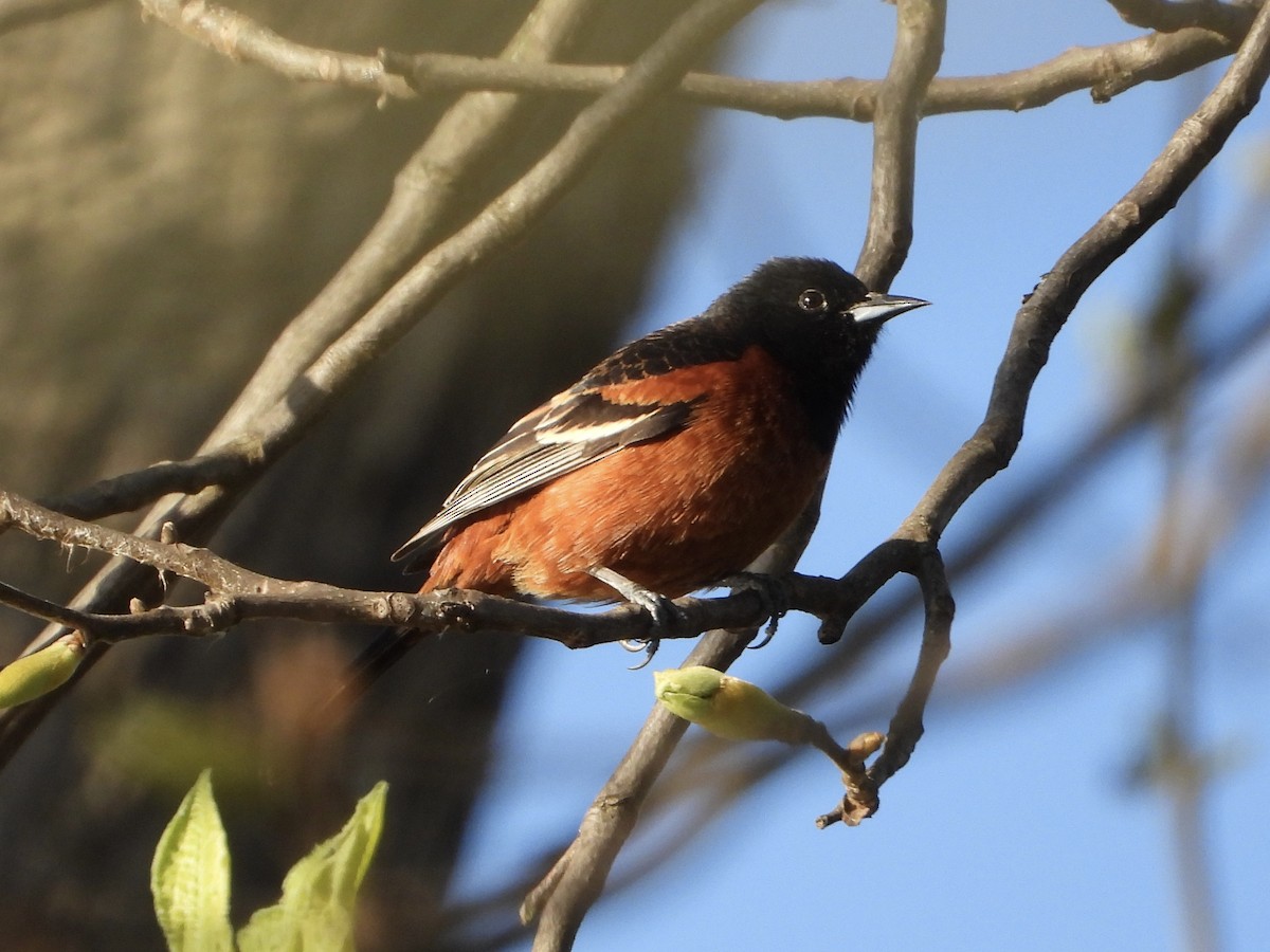 Orchard Oriole - ML617991315