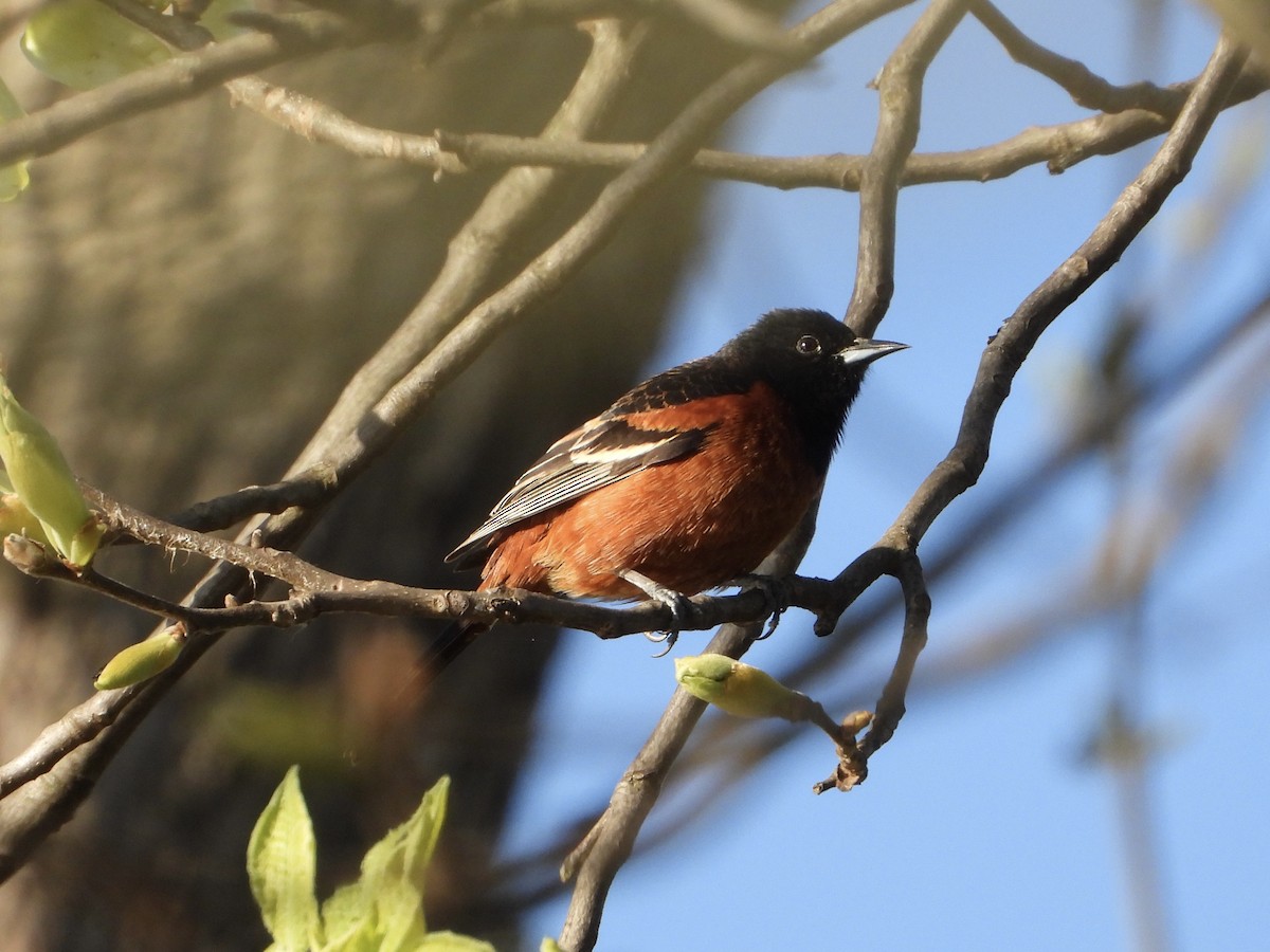 Orchard Oriole - Melanie Kass