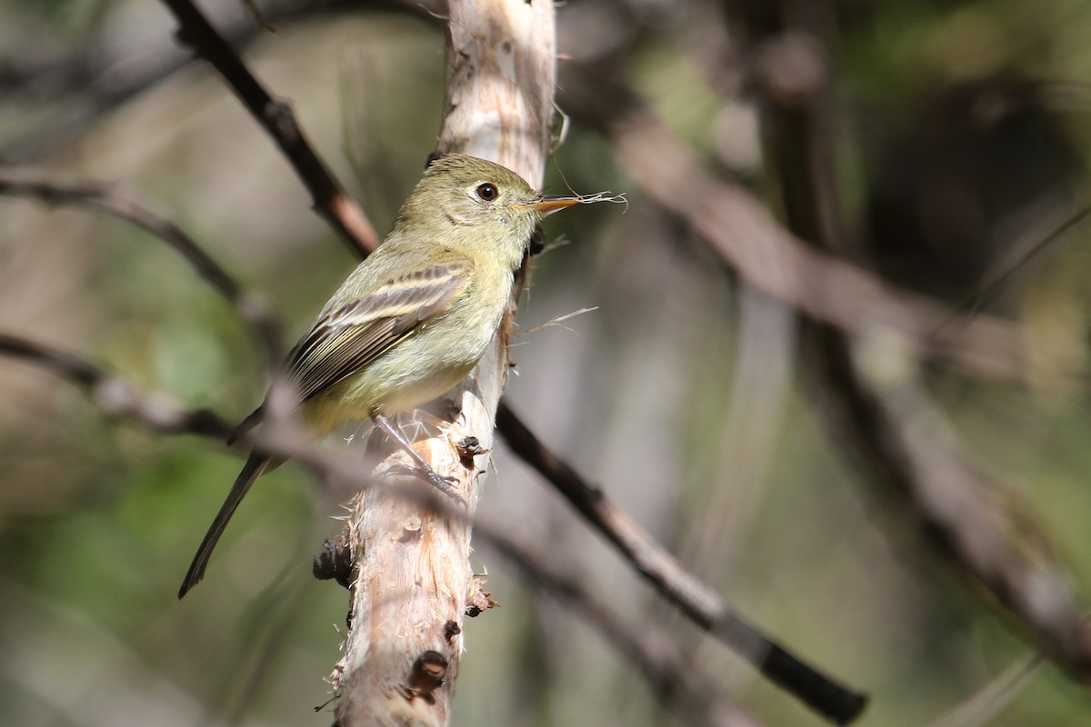 Western Flycatcher - ML617991342