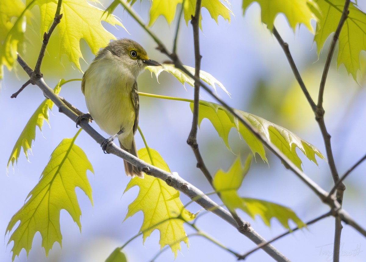 Ak Gözlü Vireo - ML617991347