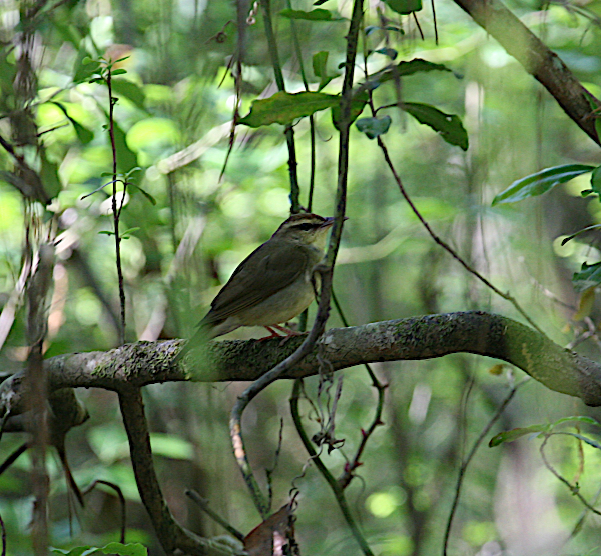 Swainson's Warbler - Cindy Baisden