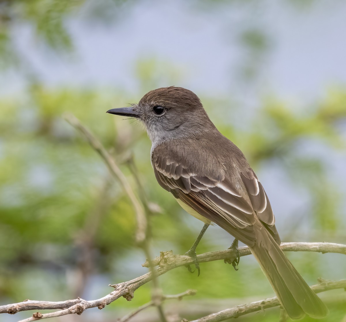 Stolid Flycatcher - ML617991421