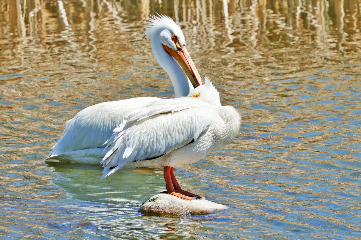 American White Pelican - ML617991486