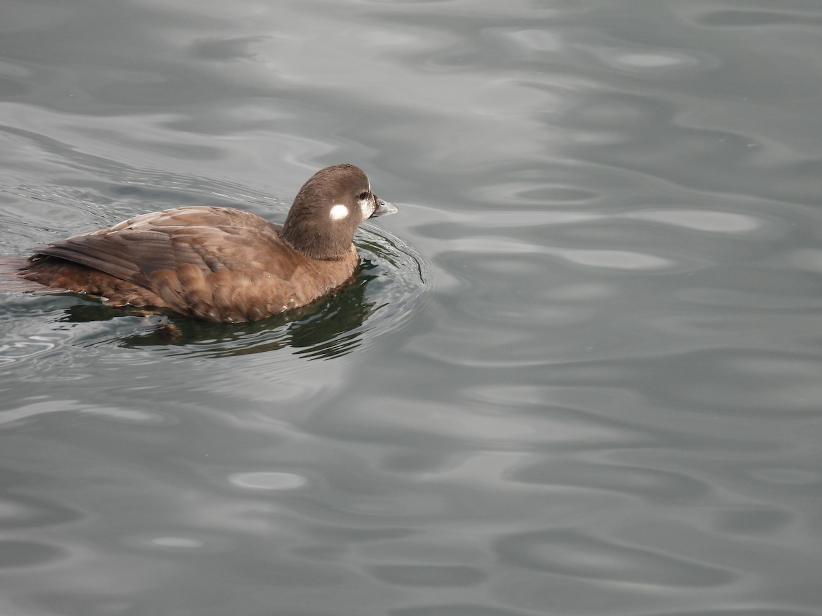 Harlequin Duck - Tom Leschine