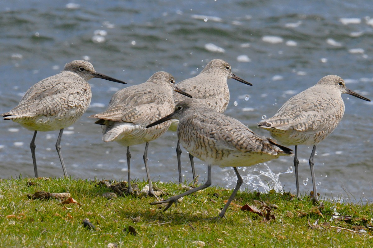 Willet - ML617991504