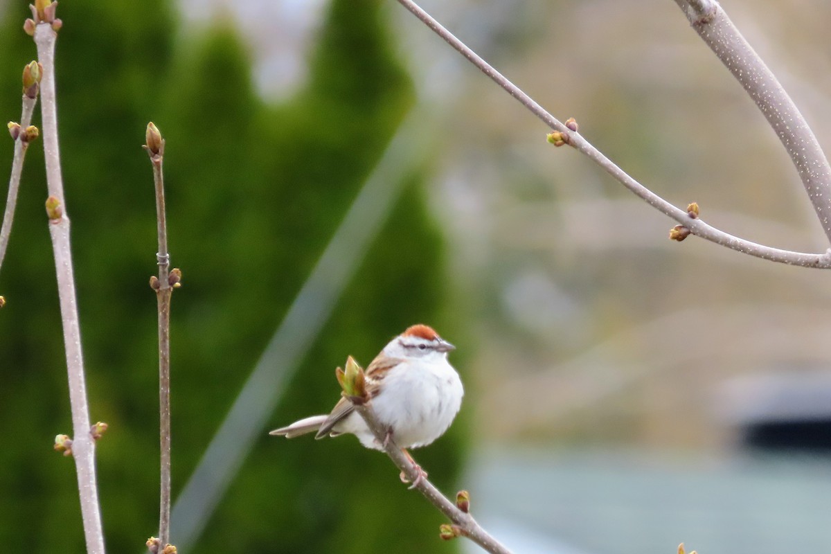 Chipping Sparrow - ML617991528