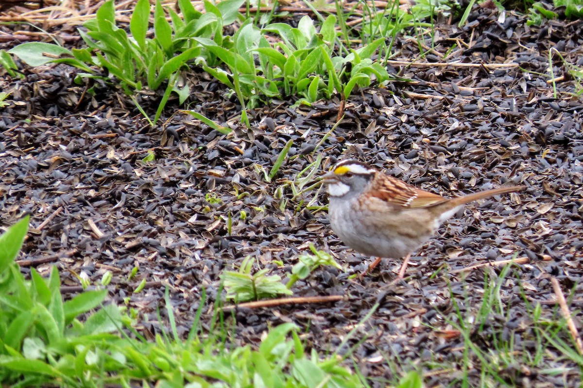 White-throated Sparrow - ML617991535