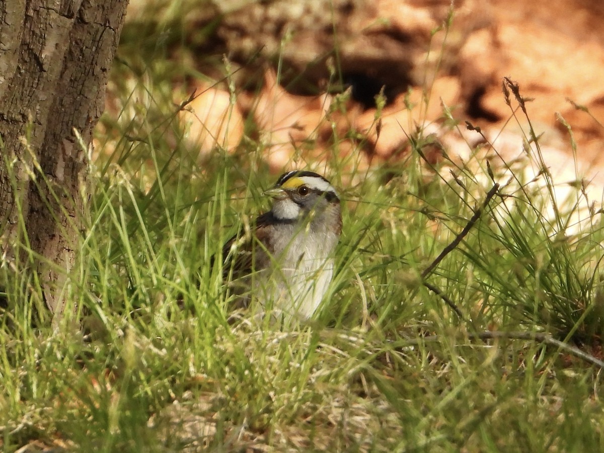 White-throated Sparrow - ML617991573