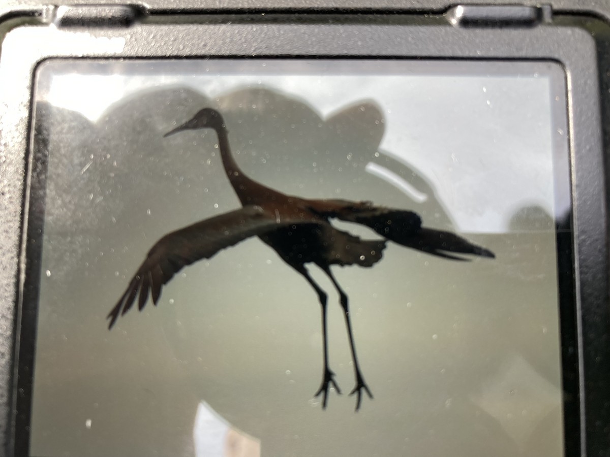 Sandhill Crane - ML617991639