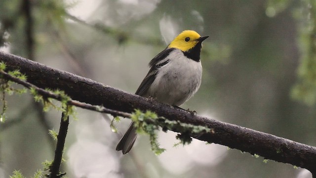 Paruline à tête jaune - ML617991645