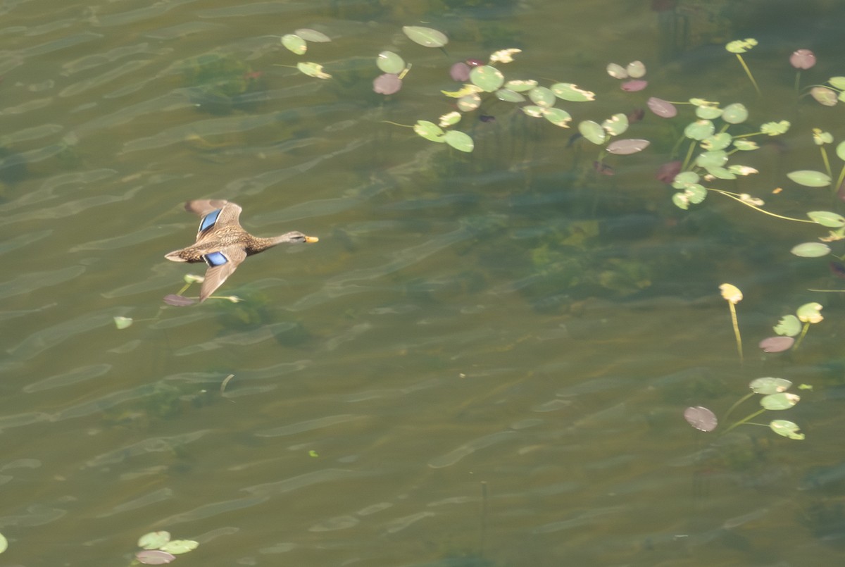 Mottled Duck (Florida) - Adi Rao