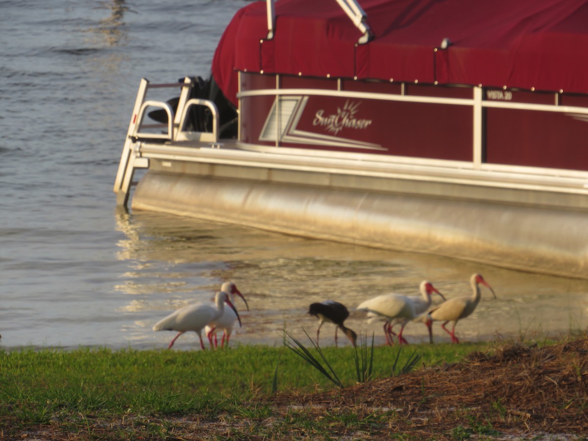 White Ibis - ML617991709