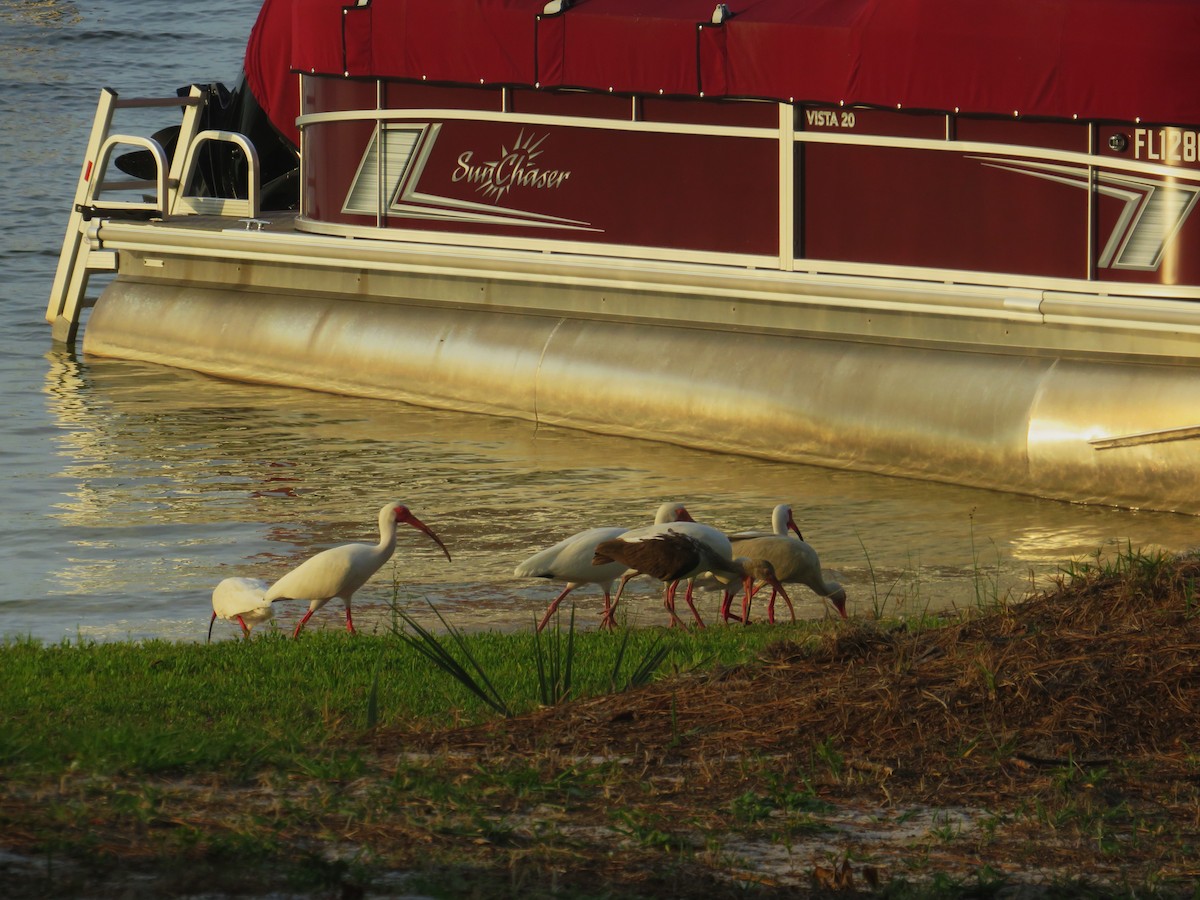 White Ibis - ML617991712