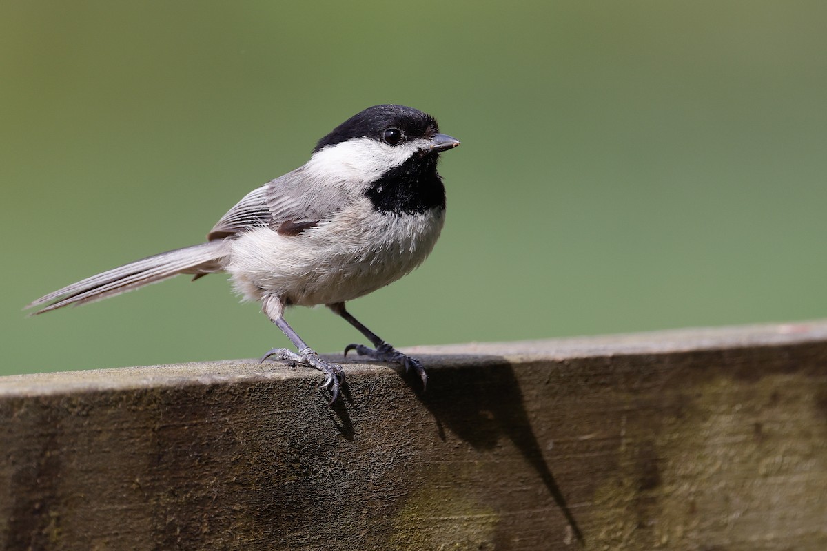 Carolina Chickadee - Baxter Beamer