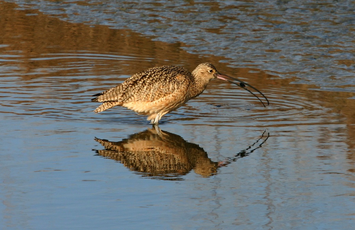 Rostbrachvogel - ML617991756