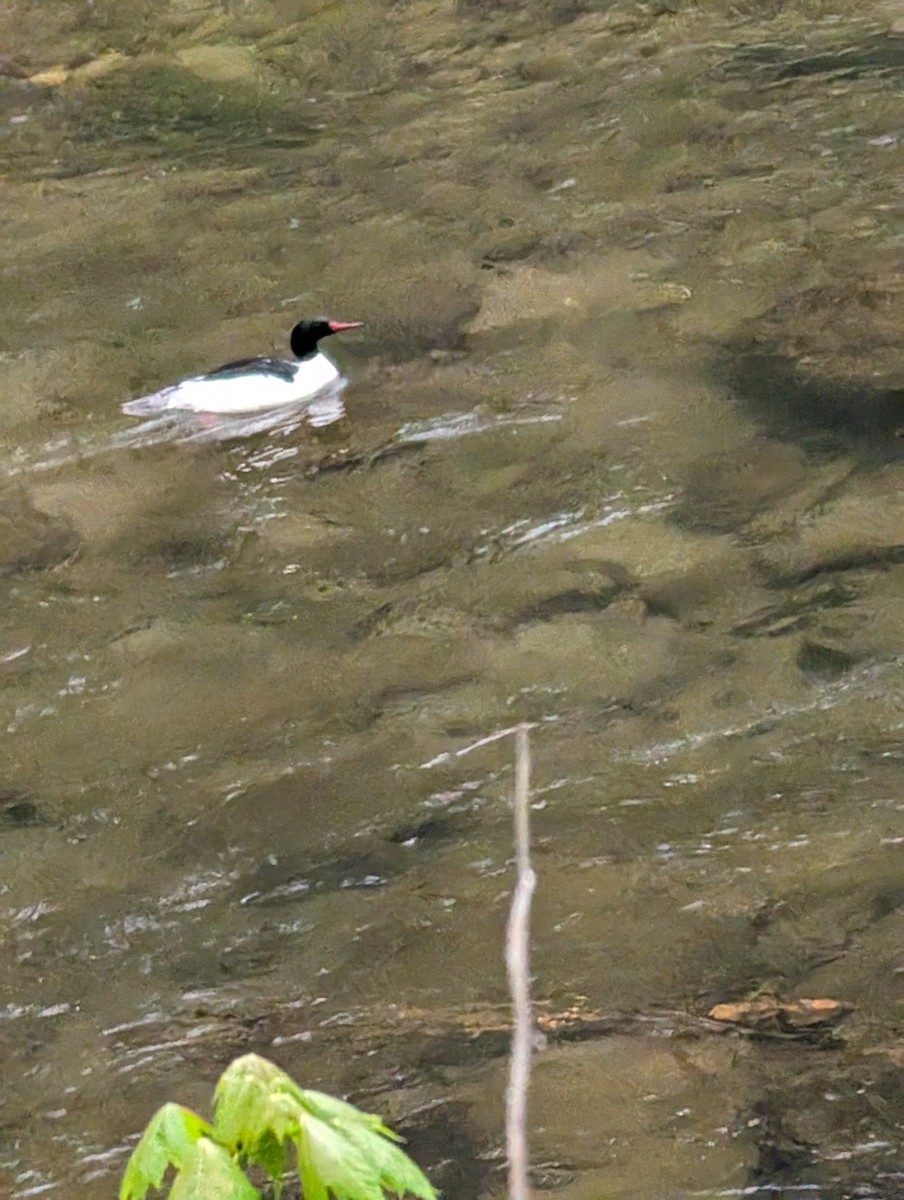 Common Merganser - ML617991808