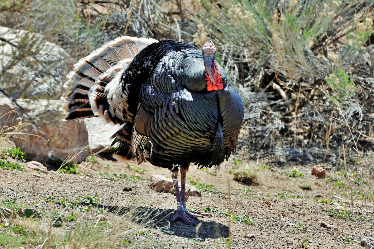 Wild Turkey - ML617991834